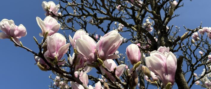 Voorjaar keert terug (2026)