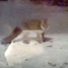 Vos in de wijk 12 januari 2026