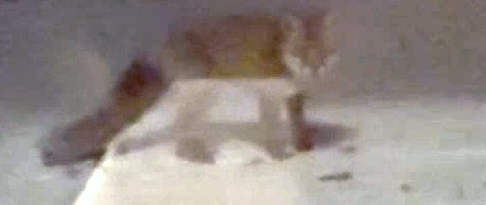 Vos in de wijk 12 januari 2026